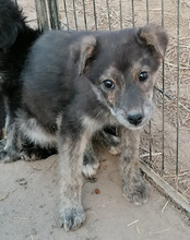 NALA, Hund, Mischlingshund in Kroatien - Bild 12