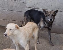 NALA, Hund, Mischlingshund in Kroatien - Bild 13