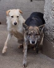 NALA, Hund, Mischlingshund in Kroatien - Bild 14