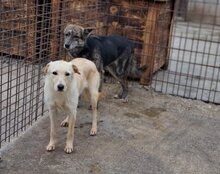 NALA, Hund, Mischlingshund in Kroatien - Bild 15