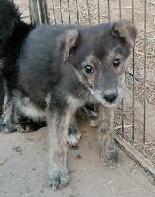 NALA, Hund, Mischlingshund in Kroatien - Bild 16