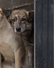 NALA, Hund, Mischlingshund in Kroatien - Bild 2