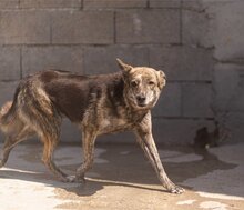 NALA, Hund, Mischlingshund in Kroatien - Bild 3