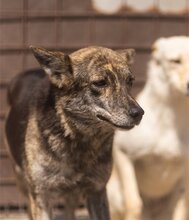 NALA, Hund, Mischlingshund in Kroatien - Bild 5