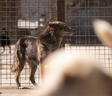 NALA, Hund, Mischlingshund in Kroatien - Bild 9