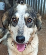 MYRTOMYRA, Hund, Mischlingshund in Griechenland - Bild 1