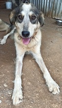 MYRTOMYRA, Hund, Mischlingshund in Griechenland - Bild 3