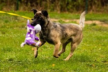 REJBO, Hund, Mischlingshund in Slowakische Republik - Bild 1