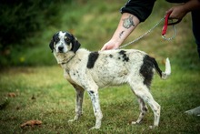 AYO, Hund, Mischlingshund in Ungarn - Bild 1