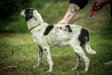 AYO, Hund, Mischlingshund in Ungarn - Bild 3