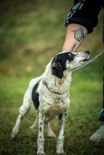 AYO, Hund, Mischlingshund in Ungarn - Bild 4