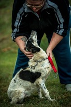 AYO, Hund, Mischlingshund in Ungarn - Bild 5