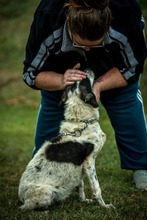 AYO, Hund, Mischlingshund in Ungarn - Bild 6