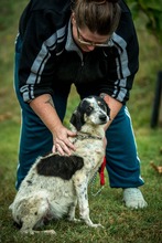 AYO, Hund, Mischlingshund in Ungarn - Bild 7