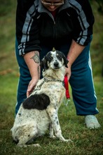 AYO, Hund, Mischlingshund in Ungarn - Bild 8