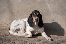 CARBON, Hund, Sabueso Español in Wuppertal - Bild 19