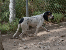 CARBON, Hund, Sabueso Español in Wuppertal - Bild 23