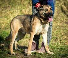 LOGAN, Hund, Deutscher Schäferhund-Mix in Ungarn - Bild 1