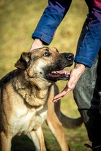 LOGAN, Hund, Deutscher Schäferhund-Mix in Ungarn - Bild 15