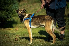 LOGAN, Hund, Deutscher Schäferhund-Mix in Ungarn - Bild 3