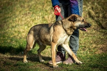 LOGAN, Hund, Deutscher Schäferhund-Mix in Ungarn - Bild 8