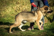 LOGAN, Hund, Deutscher Schäferhund-Mix in Ungarn - Bild 9