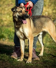 LOGAN, Hund, Mischlingshund in Ungarn - Bild 2