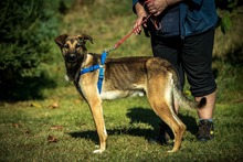 LOGAN, Hund, Mischlingshund in Ungarn - Bild 4
