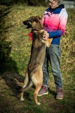 LOGAN, Hund, Mischlingshund in Ungarn - Bild 7