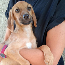 CATE, Hund, Mischlingshund in Italien