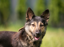 LOTTA, Hund, Mischlingshund in Russische Föderation