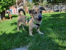 TAIMI, Hund, Mischlingshund in Leubsdorf