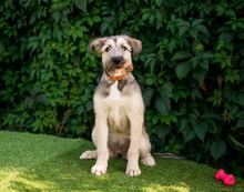 PIONA, Hund, Mischlingshund in Russische Föderation