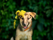 COCO, Hund, Mischlingshund in Russische Föderation