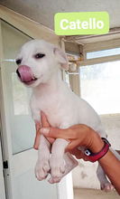 CATELLO, Hund, Mischlingshund in Italien