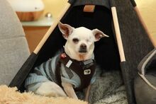 BOGYO, Hund, Chihuahua in Heidelberg