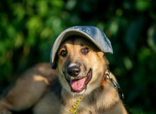 JUNONA, Hund, Mischlingshund in Russische Föderation