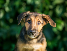 LEYA, Hund, Mischlingshund in Russische Föderation