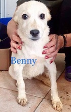 BENNY, Hund, Mischlingshund in Rumänien