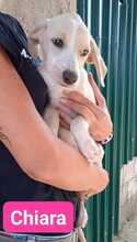 CHIARA, Hund, Mischlingshund in Italien