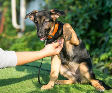 NIKA, Hund, Mischlingshund in Russische Föderation