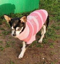 MILLA, Hund, Chihuahua in Rödermark