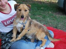 OLAF, Hund, Terrier-Mix in Ungarn