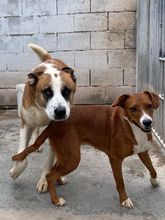 REUS, Hund, Mischlingshund in Spanien - Bild 3