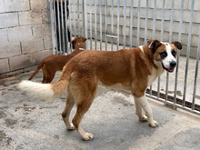 REUS, Hund, Mischlingshund in Spanien - Bild 4