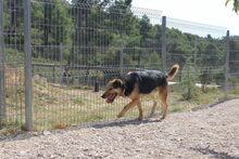 TUTTI, Hund, Deutscher Schäferhund-Mix in Spanien - Bild 14