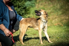 HOLDA, Hund, Mischlingshund in Ungarn - Bild 1