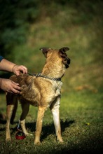 HOLDA, Hund, Mischlingshund in Ungarn - Bild 2