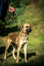 HOLDA, Hund, Mischlingshund in Ungarn - Bild 3