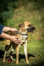 HOLDA, Hund, Mischlingshund in Ungarn - Bild 4